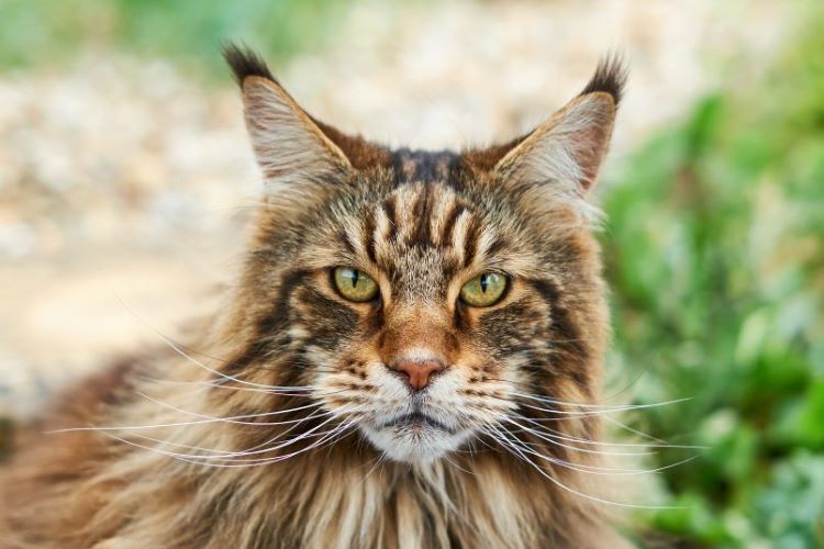 maine-coon-cat-face
