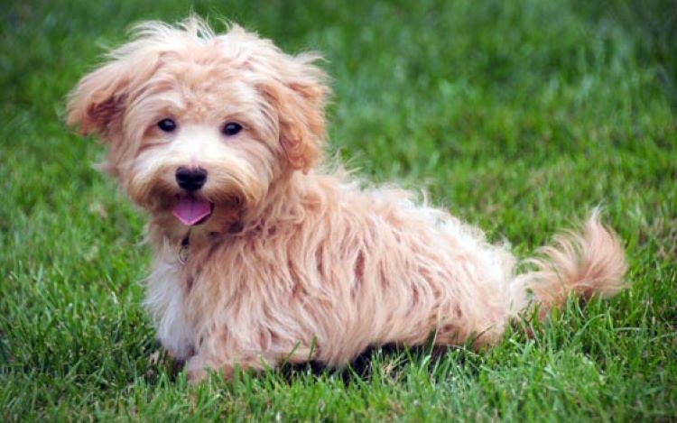 maltipoo