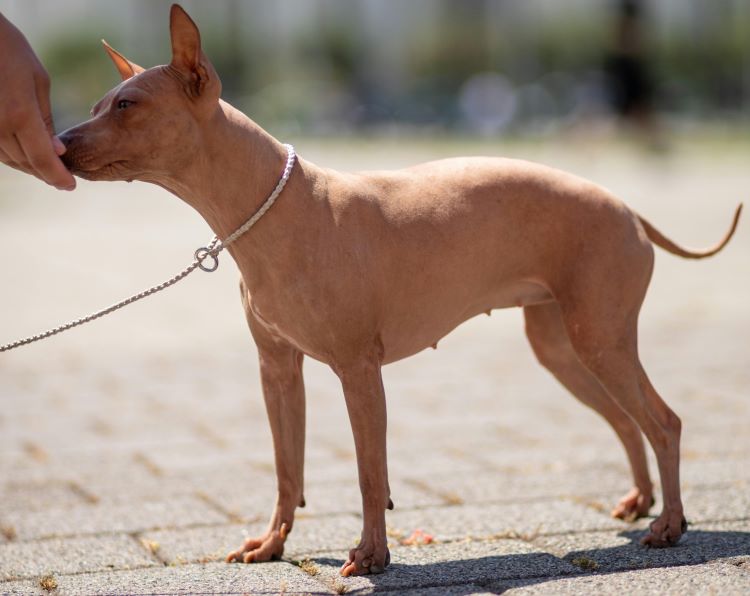 A hairless dog sniffing a person's hand while on a leash.
