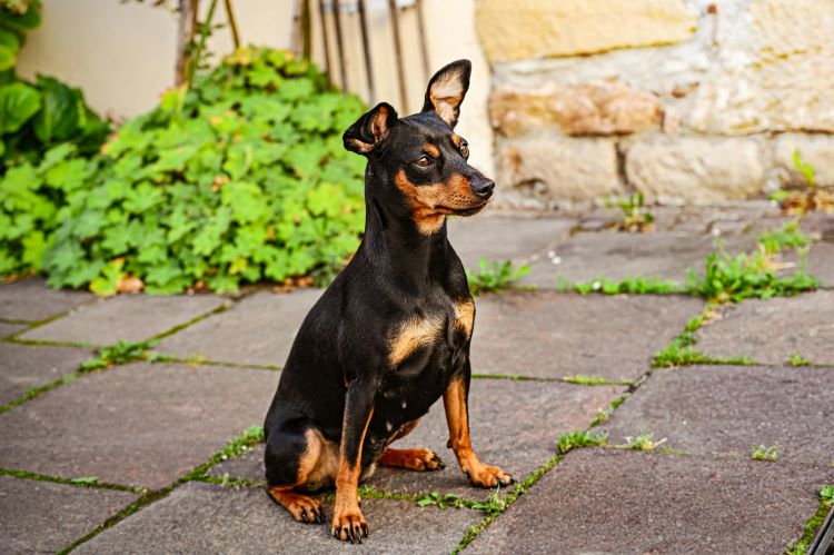 A miniature pinscher sitting on a patio with plants behind them.