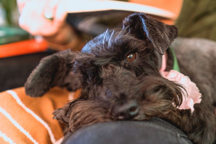 Black miniature schnauzer lounging with a pink collar