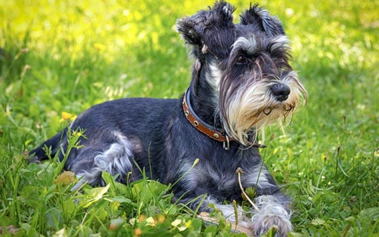 miniature-schnauzer