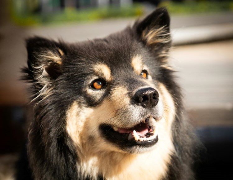nenets-herding-laika