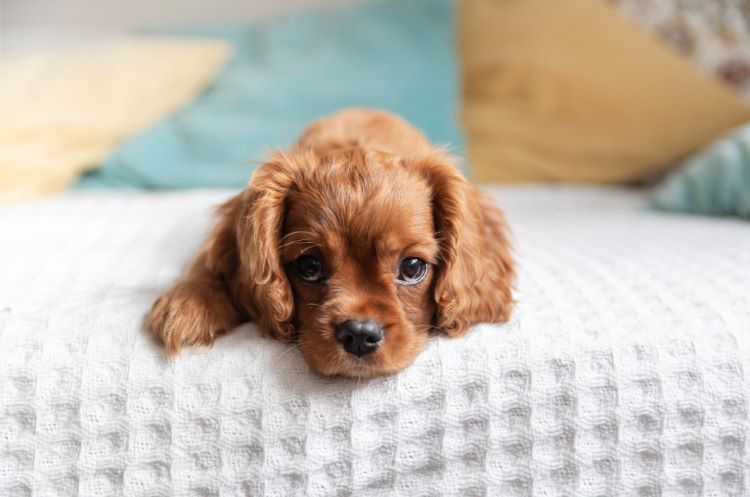 A new puppy of the Cavalier King Charles Spaniel breed laying on a white bedspread.