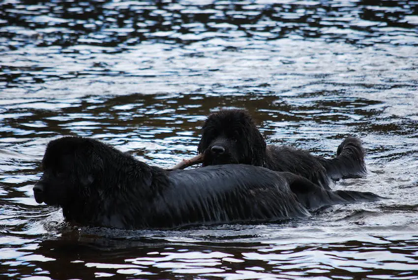 Two Newfoundlands swimming with a stick.
