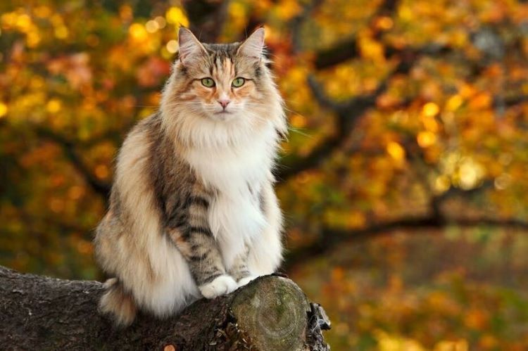 A Norwegian Forest Cat with a multicolor coat sitting outdoors on a tree branch.