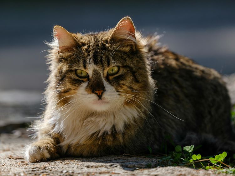 A Norwegian Forest Cat with tabby and white coat laying outdoors on the ground with head up.