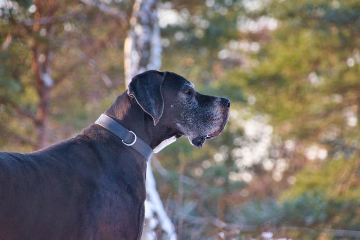 Side profile of an older Great Dane dog at risk of certain health conditions.