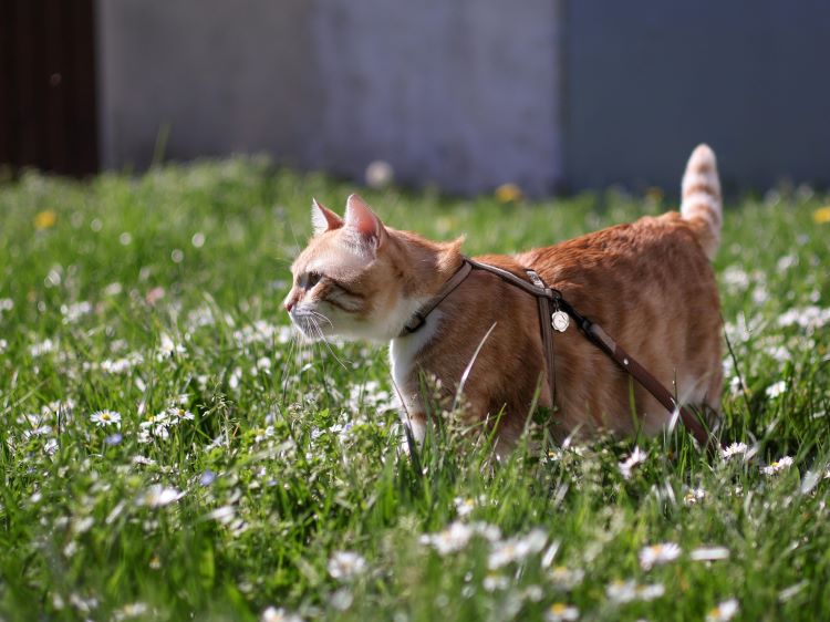 orange-cat-leash
