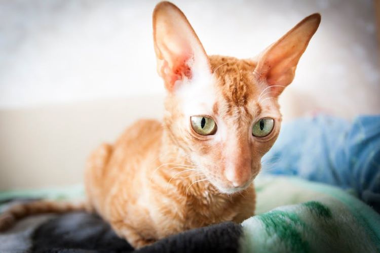 An orange cornish rex cat with large ears and allergy-friendly fur.