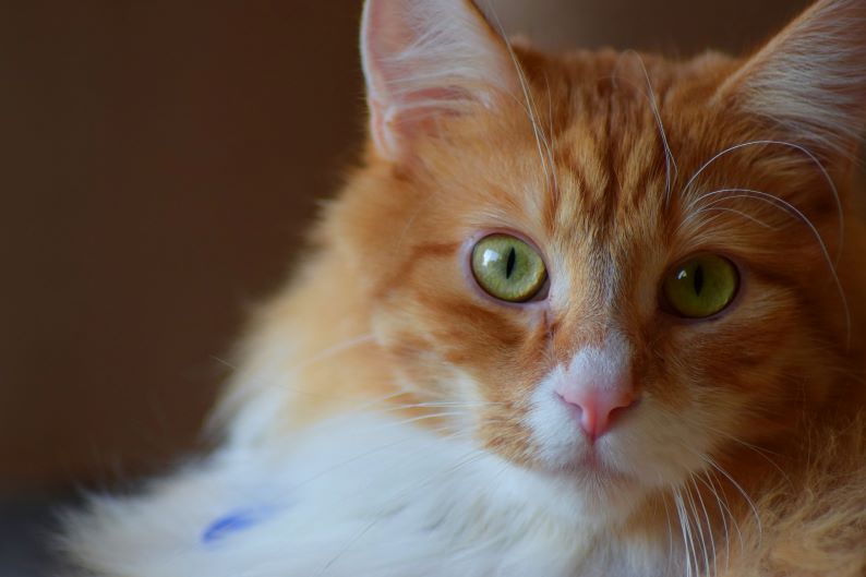 Orange Ragamuffin cat face.