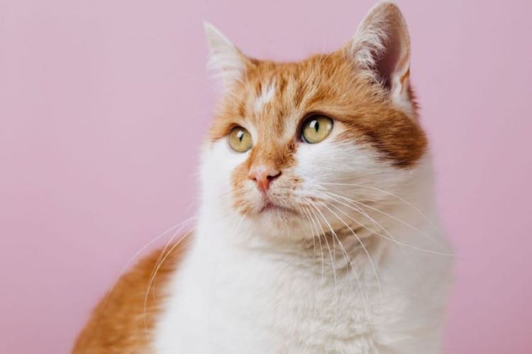 orange-white-cat-pink-wall