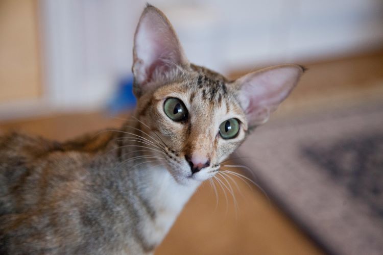 Oriental shorthair cat face showing the breed's trademark large ears and prominent nose.