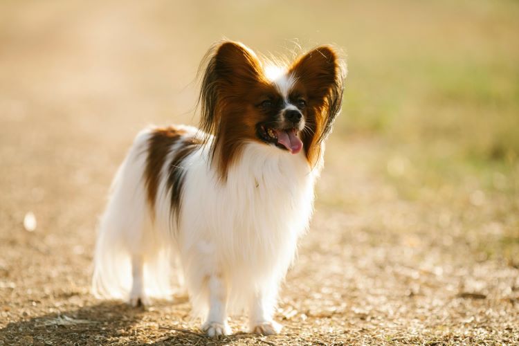 Brownish red and white Papillon standing outdoors in the sun.
