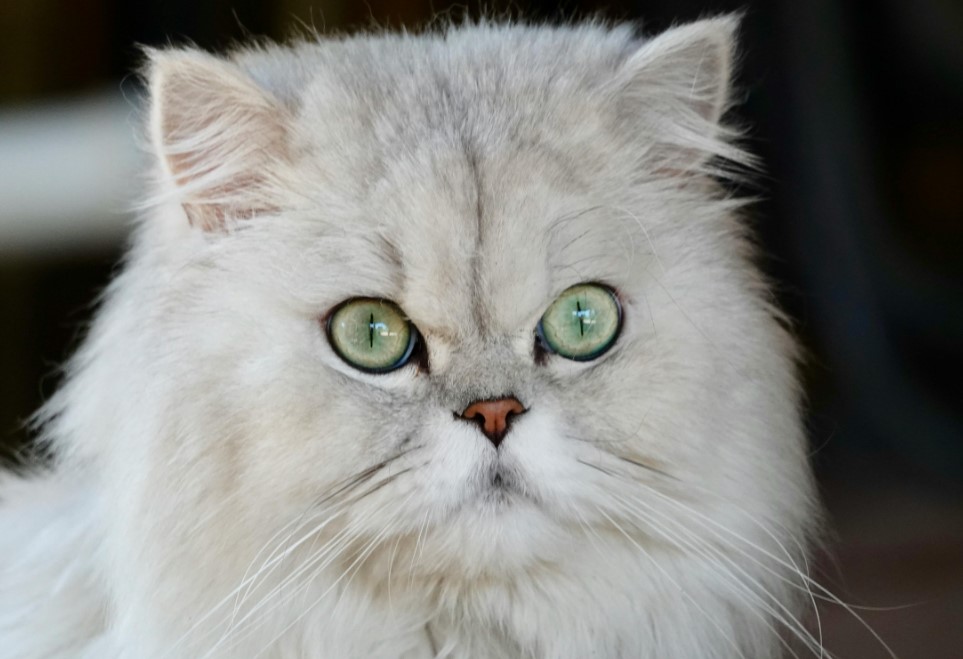 A flat-faced white and gray Persian cat looking forward with a wide-eyed stare.