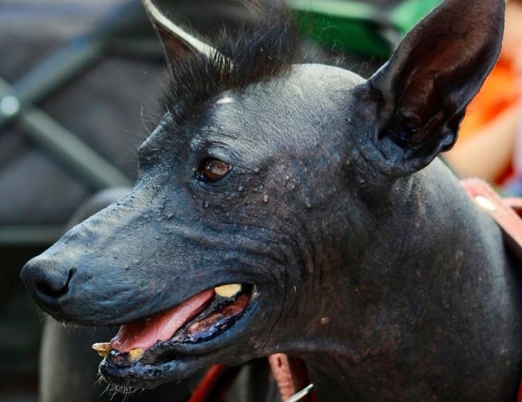 Close up of a black Peruvian Hairless dog looking sideways with short dark hair on the top of its head.