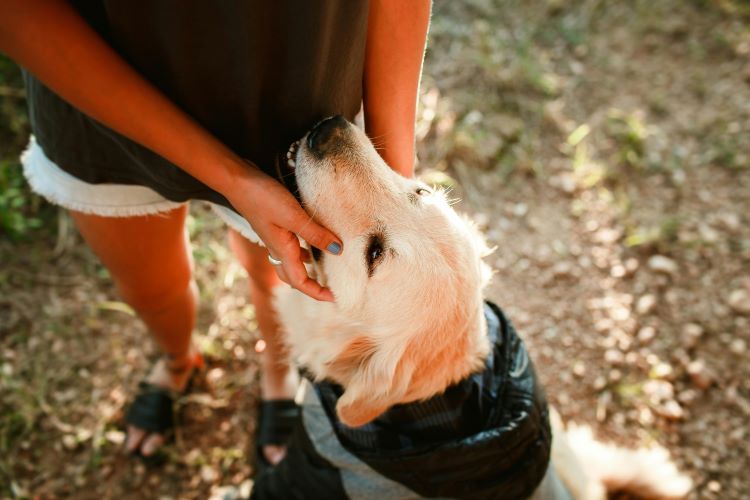 A dog protected by pet insurance looking up lovingly at pet owner between their hands outdoors in the sun.