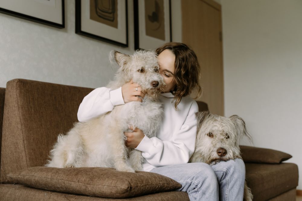 Pet owner kissing white dogs on couch.