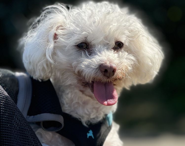 A white miniature poodle in a black harness standing outside in the sun.