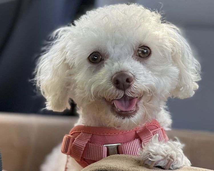 cards A Guide to Miniature Dog Breeds