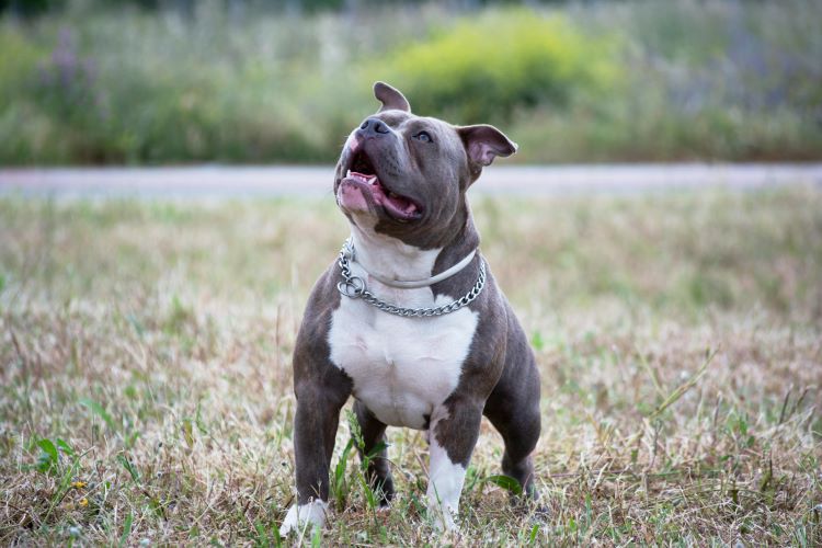 Stocky gray and white American Pit Bull Terrier playing in a field and looking up.