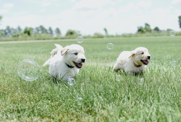 playful-puppies-field