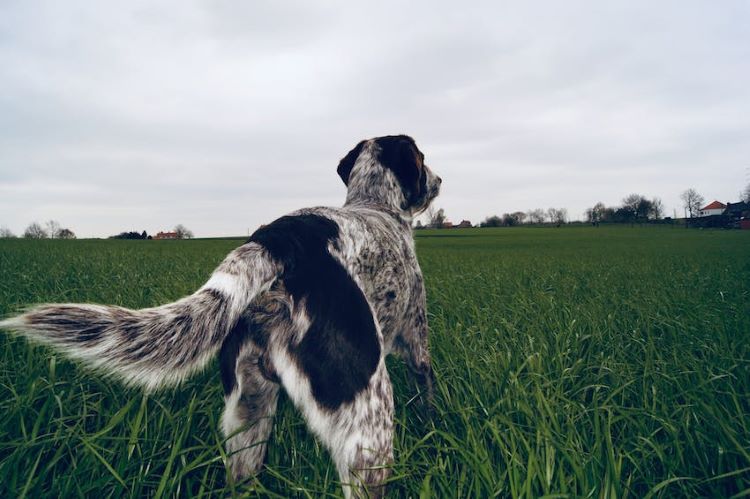 pointer-dog-grass-field