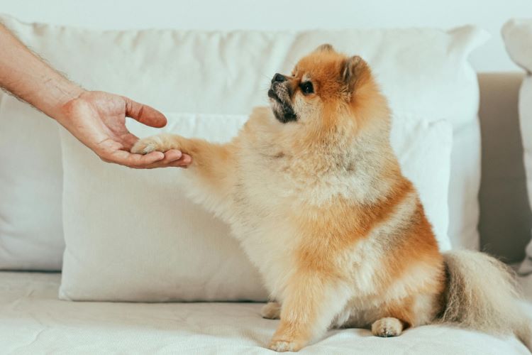 Pomeranian sitting on a white couch and shaking pet owner hand with paw.