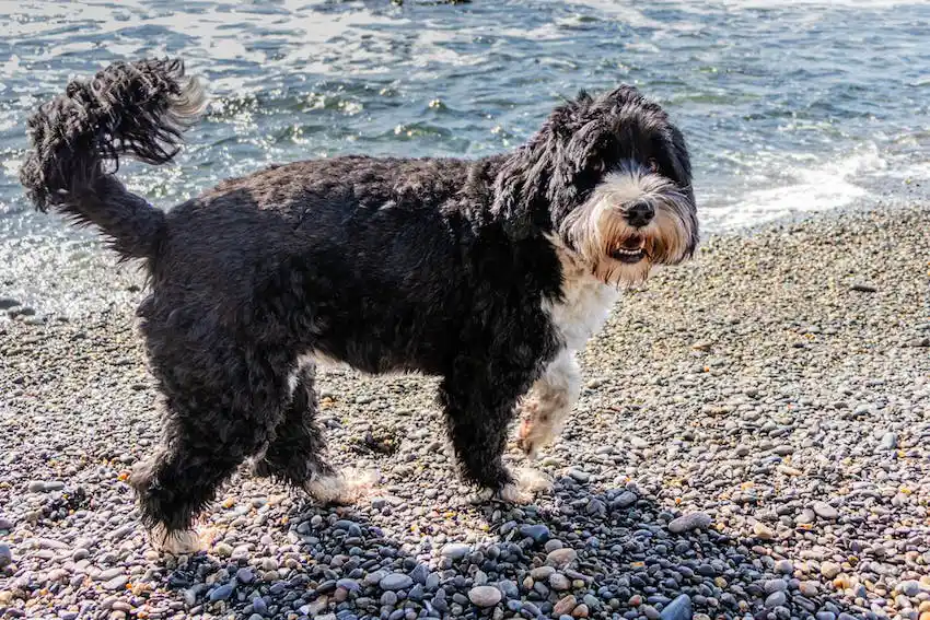 Portuguese Water Dogs standing by water on rocky shore.
