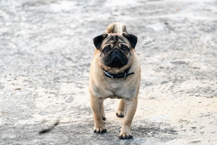 A pug dog at risk of hip dysplasia walking outside wearing a black collar.
