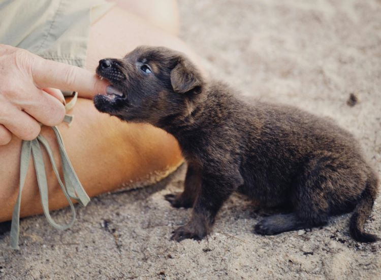 How to Stop a Puppy from Biting