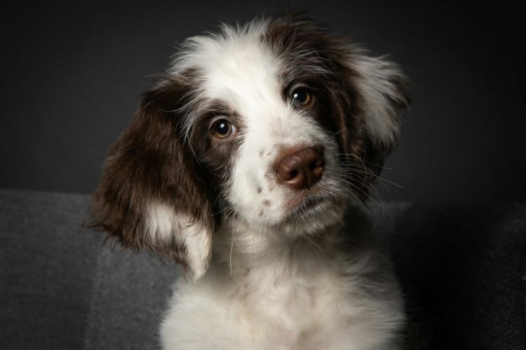 puppy-dark-background