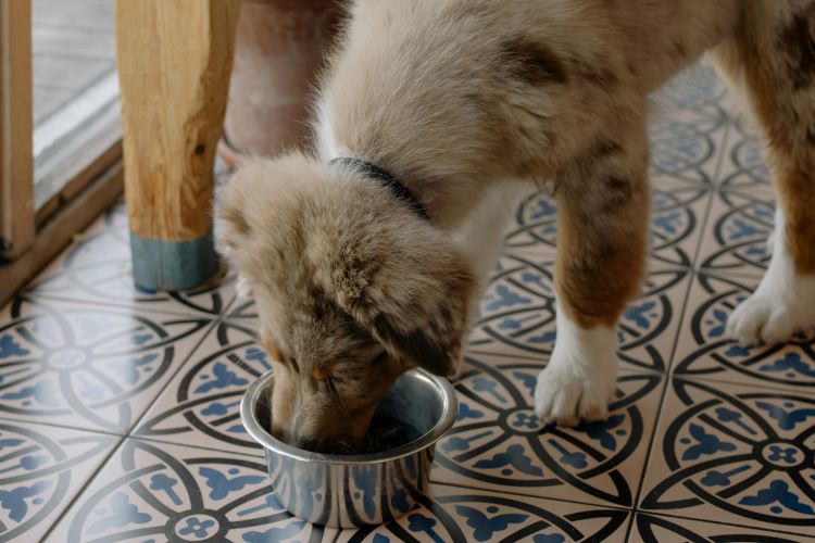 A puppy with fuzzy brown fur drinking water out of a metal bowl on a tiled floor.