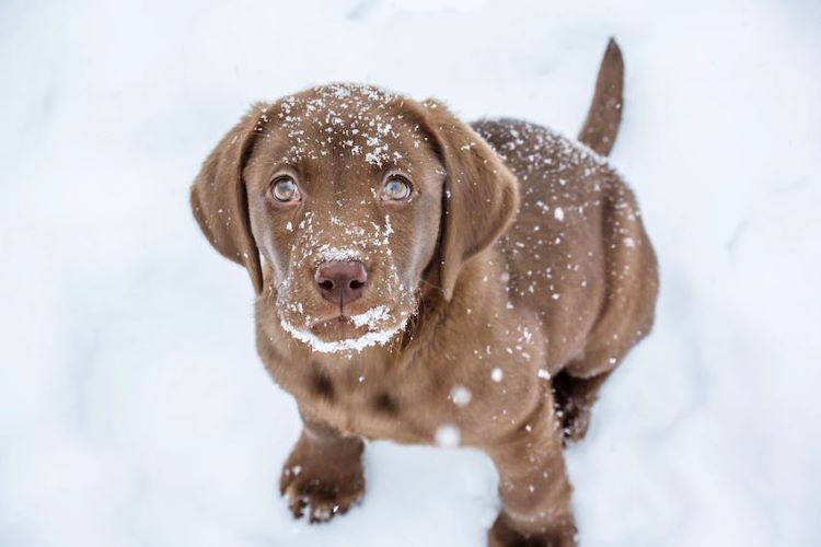 puppy-in-the-snow
