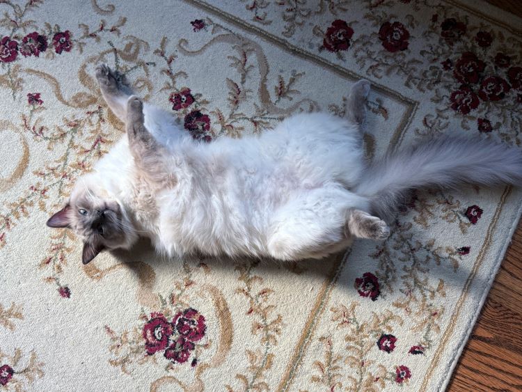 A lazy ragdoll cat laying belly up on a carpet.