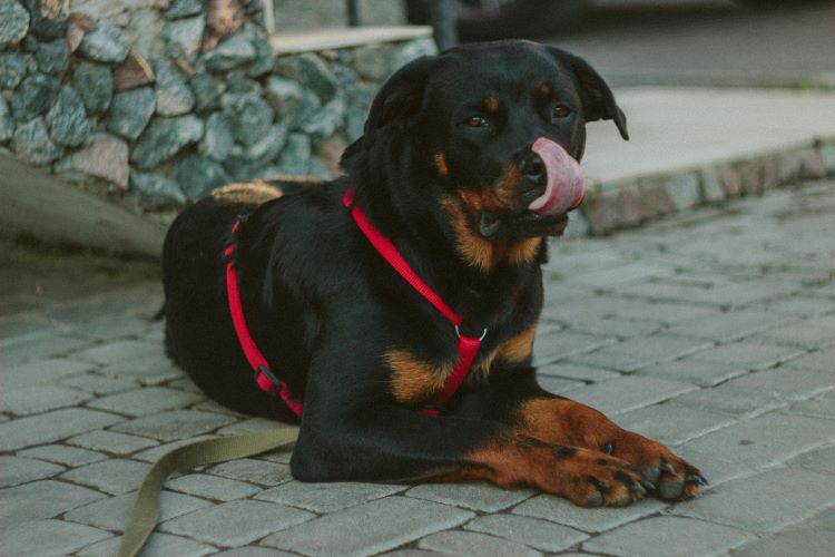 rottweiler-lick-nose