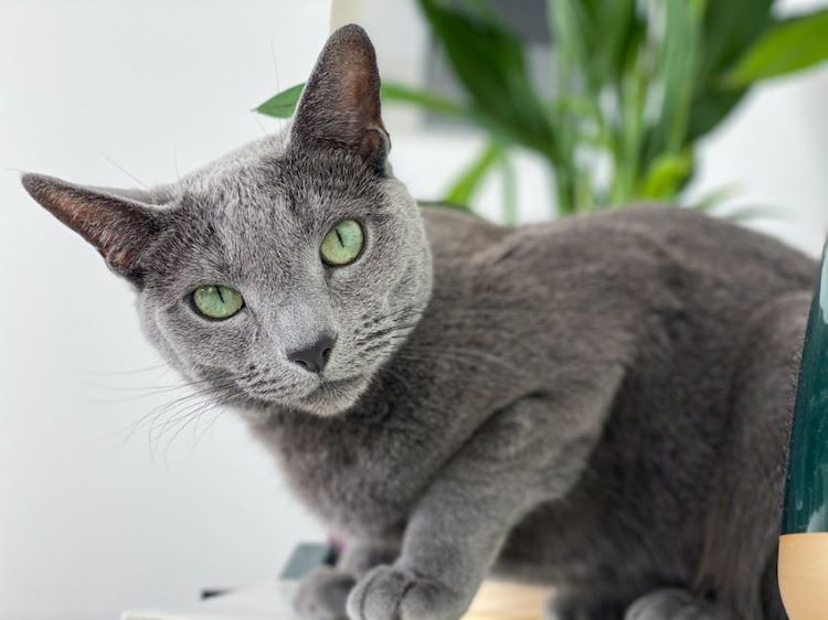 A russian blue cat stares with green eyes with a houseplant in the background.