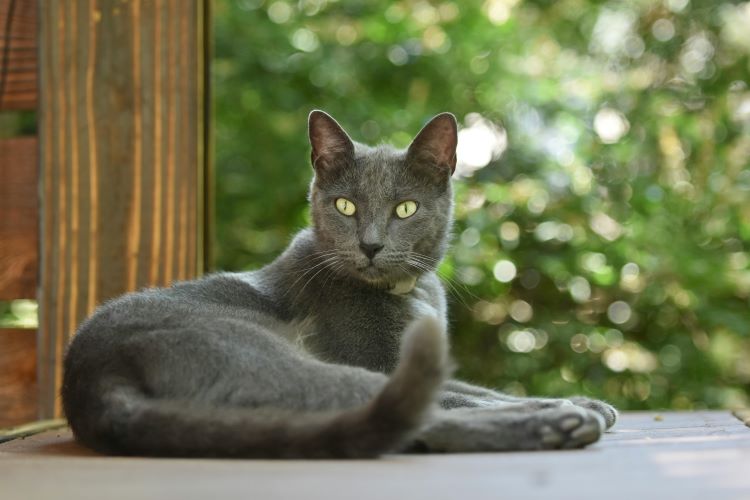 A Russian Blue cat laying on its side with head up, green eyes popping.
