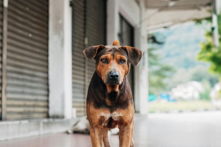 A sad-looking light brown and dark brown dog stands outside looking forward as a sign of prevention of cruelty to animals month.