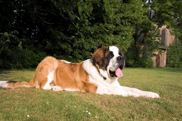 A huge Saint Bernard laying outdoors in the sun with its tongue out.