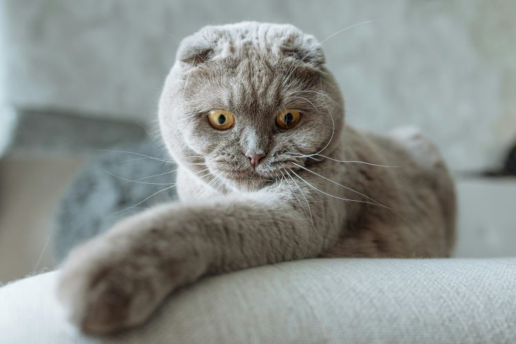 One of the most expensive cat breeds, a scottish fold cat laying on a sofa with a paw outstretched.