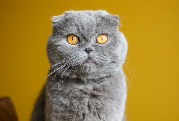 scottish-fold-cobby-cat