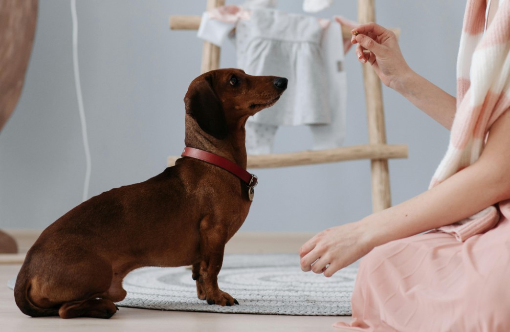 Senior dachshund dog sitting for a pet supplement treat from pet owner in pink dress.