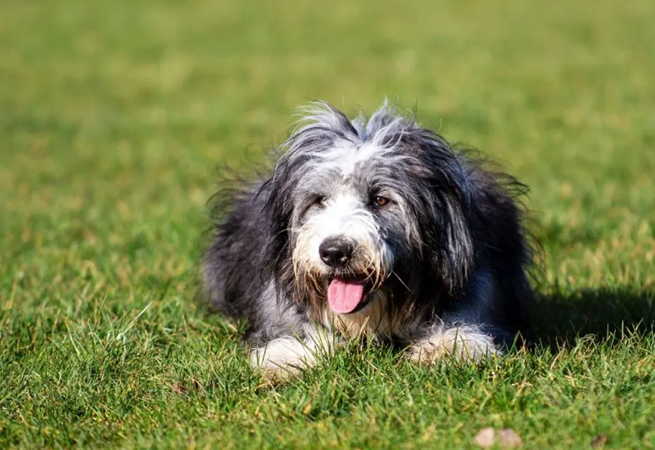A shaggy dog laying on grass and panting in the summer sun to keep cool.