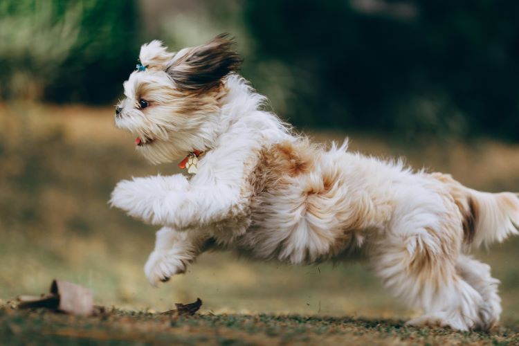 Side view of a Shih Tzu running outdoors.