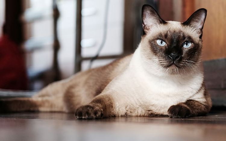 siamese-cat-pose