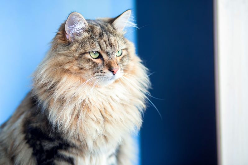 Siberian cat on a blue background.