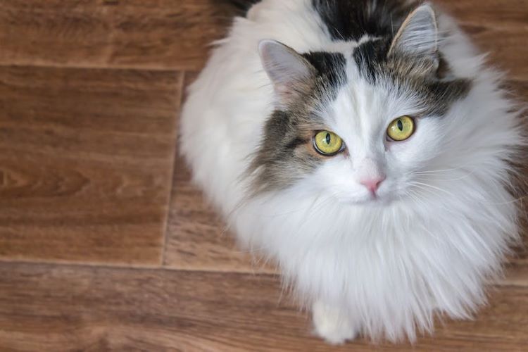 Fluffy siberian cat with yellow eyes sitting on a wood floor looking up as a reminder to protect cats from marijuana smoke.