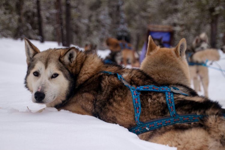 A Siberian Husky in a dog sled harness resting on a snow covered ground with other huskies behind them.
