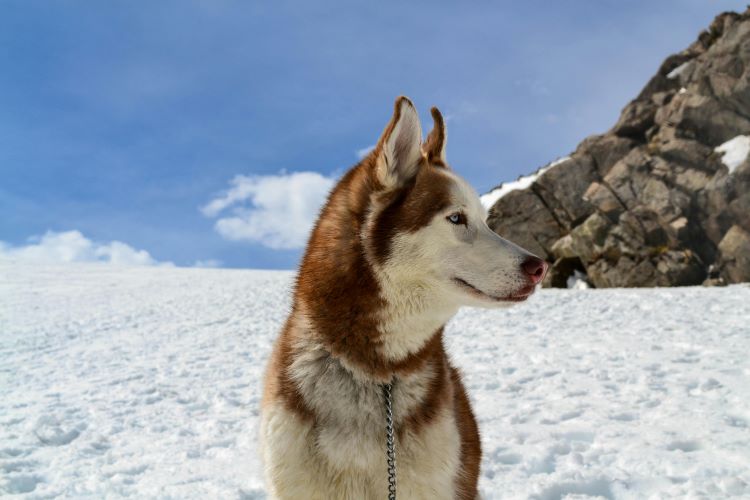 A brown and white Siberian Husky sitting outdoors in the snow and looking to the side while on a chain leash.